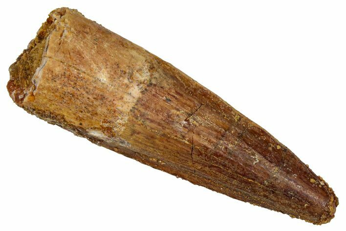 Fossil Spinosaurus Tooth - Real Dinosaur Tooth #353049